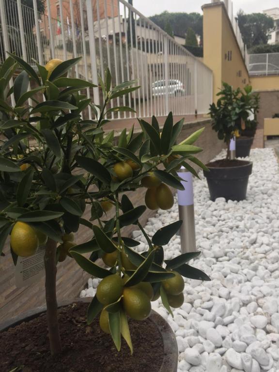 Potted citrus trees along a white gravel border outside the residence